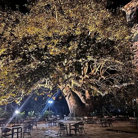 Dandy - Sky Blue Pansy - Jacuzzi * Tsagkarada