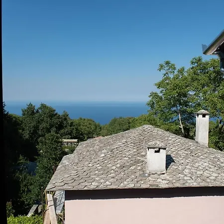 Dandy - Sky Blue Pansy - Jacuzzi Tsagkarada