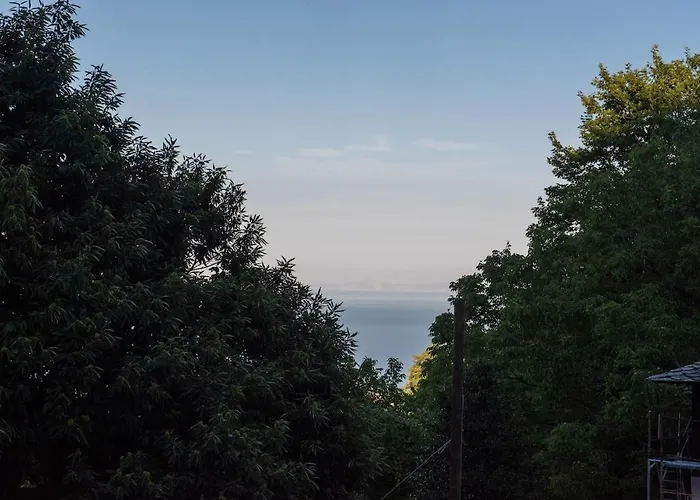 Dandy - Sky Blue Pansy - Jacuzzi